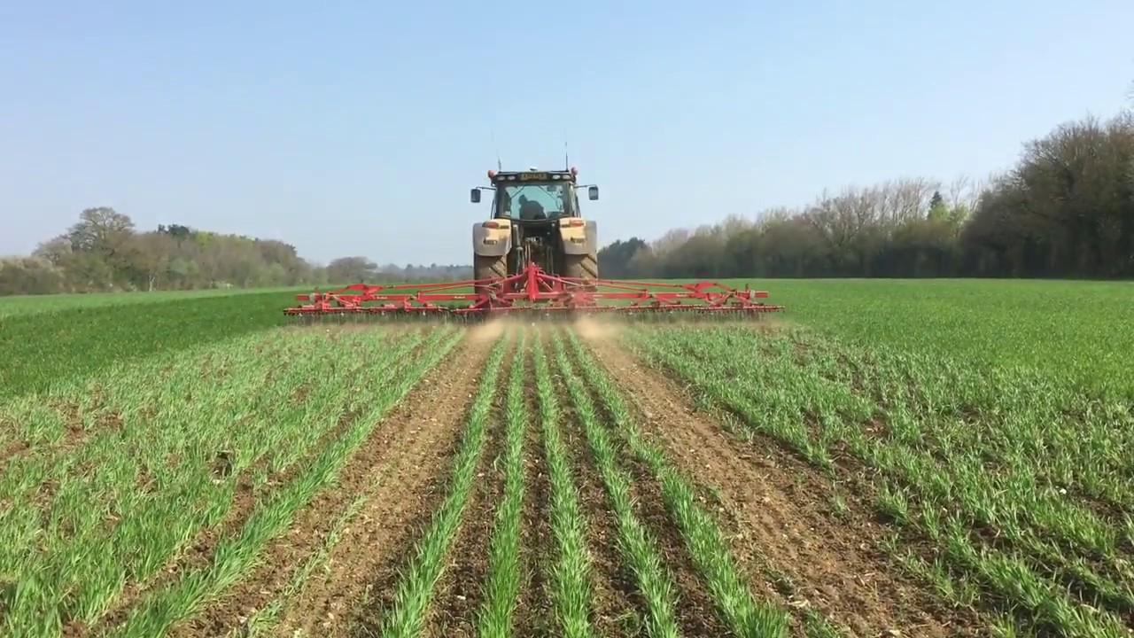 Harrowing Spring Organic Wheat