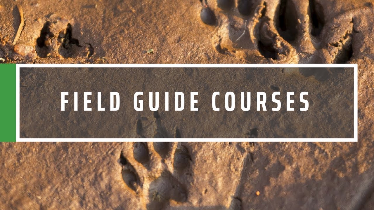 Safari Field Guide Course   South Africa