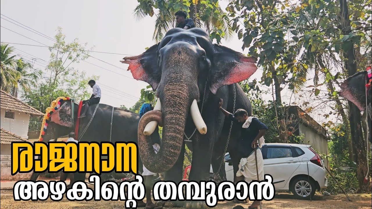 നിന്റെ വരവിനായി ആനകേരളം കാത്തിരിക്കുന്നു🫶🏻രാജനാന 