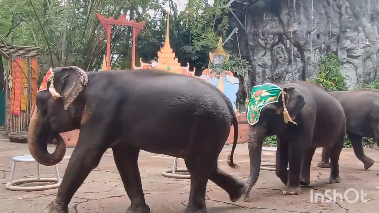 The Elephant show | Wonderful moments | At Thailand #elephantshow #animals #animalshow 