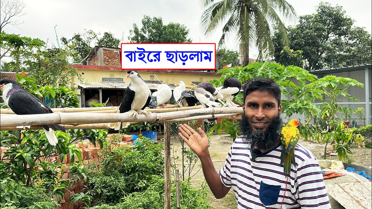 কবুতর গুলোকে ডানা বেঁধে বাইরে ছেড়ে দিলাম