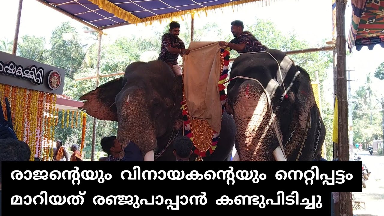 MEENAD VINAYAKAN l അയ്യോ നെറ്റിപ്പട്ടം മാറി രഞ്ജുപാപ്പാൻ കണ്ടുപിടിച്ചു