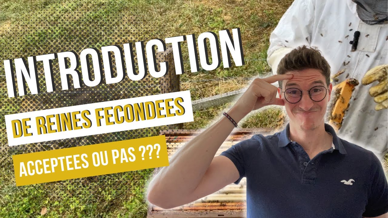 Introduction de Reines fécondées, acceptées ou pas ??? Vérifions ! [S01E13]