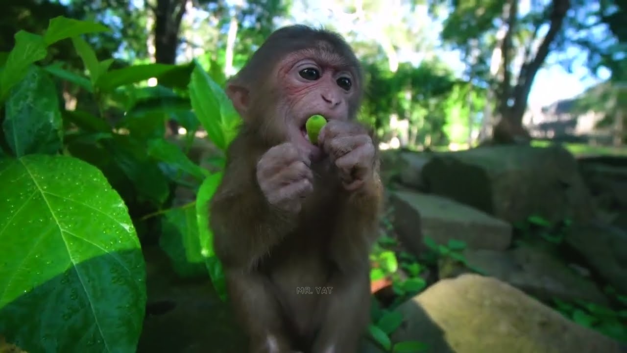 This morning Brother Hug new abandoned monkey Baila gave me help feeding food to her🍌💗