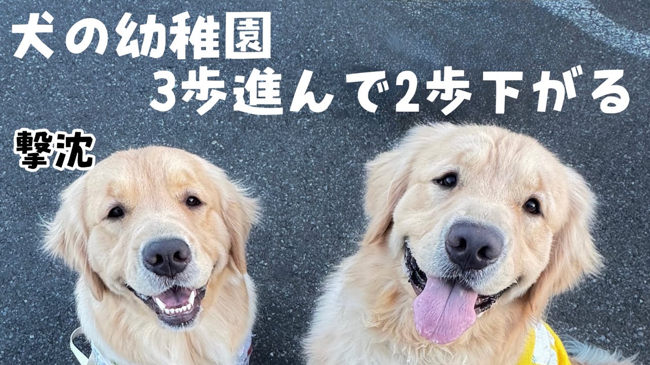 【幼稚園】楽しんでると思ったらまた金網に貼り付いてる犬