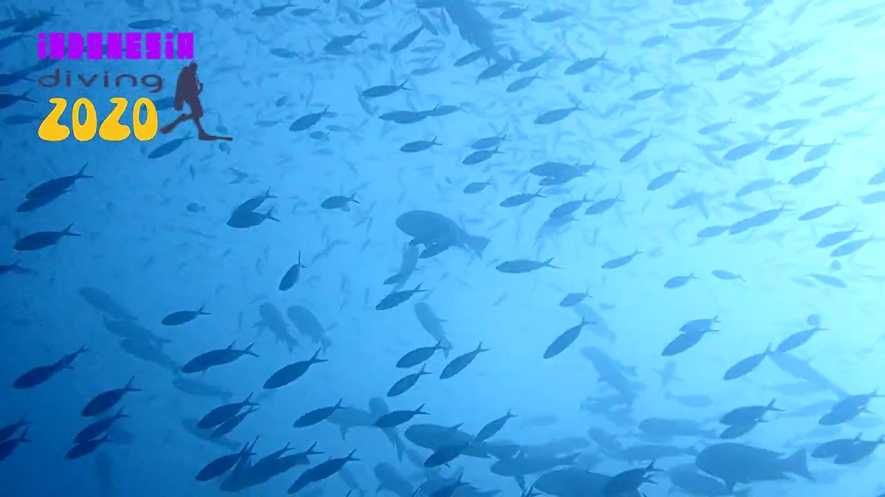 Diving In Indonesia | An Abundance Of Fish Life At West Mansuar Point | Raja Ampat, WEST PAPUA