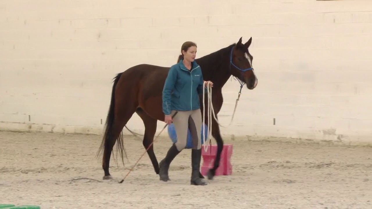 Building confidence in a young horse