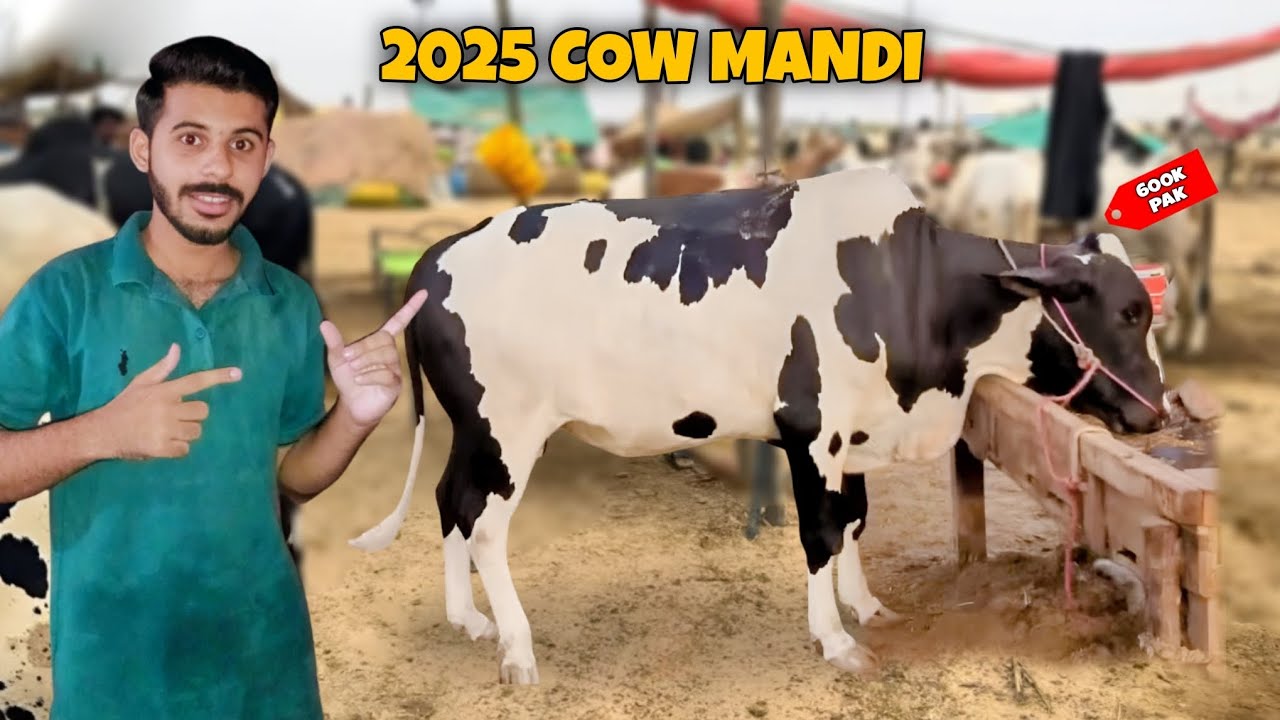 Karachi Cow Mandi 2025🐄 | Malir Mandi Ka Subse Sasta Janwar😍 | Bakra Eid Season |uzairnadeemvlogs