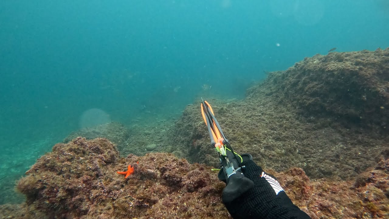 SORTIE SUR MARSEILLE - CHASSE SOUS-MARINE