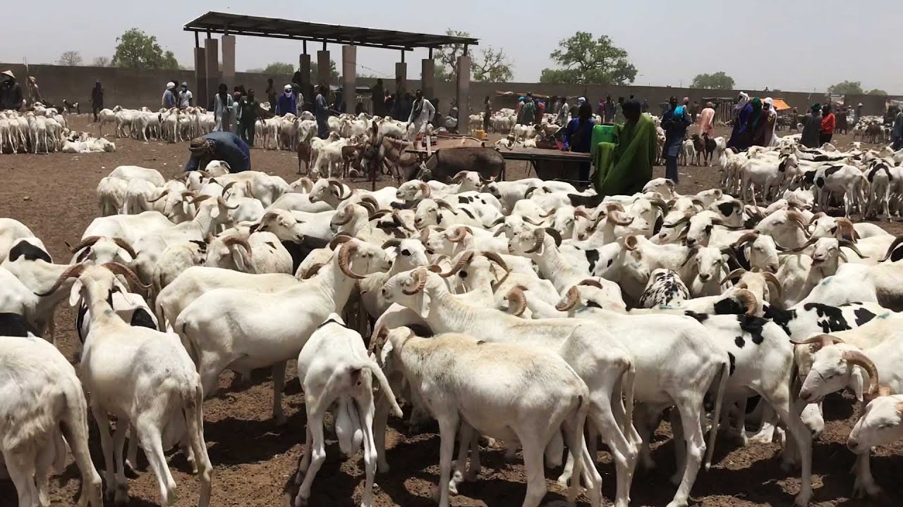 TABASKI 2023 MISSIRAH L UN DES PLUS GRANDS LOUMA DU SENEGAL