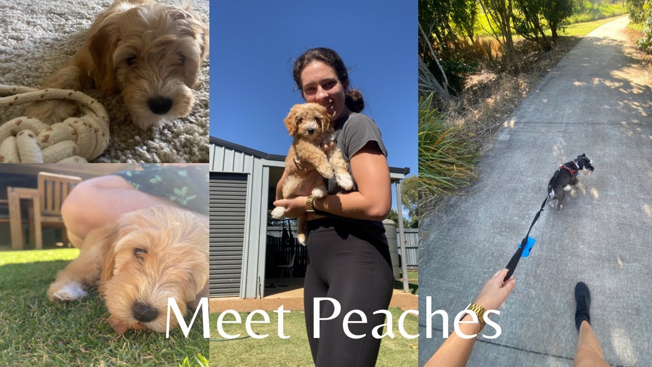 We got a puppy!! peaches first week with us + meeting Archie