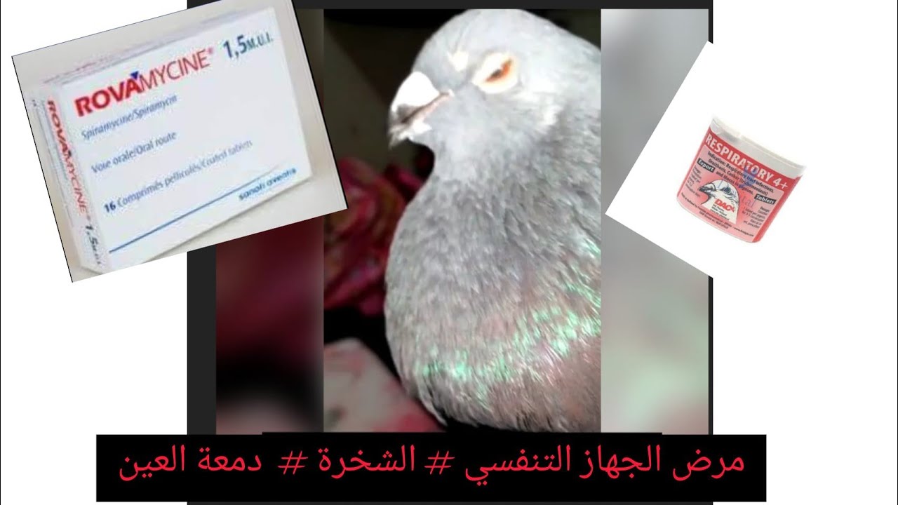 مرض الجهاز التنفسي عند الحمام #الشخرة# دمعة العين#.2022