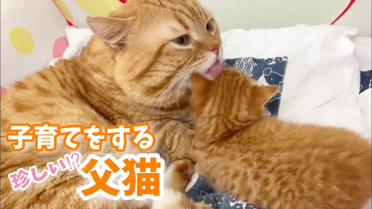 子育てに協力するイクメン父猫と赤ちゃん子猫の姿がかわいすぎて泣ける💓 Father cat raises a child💓