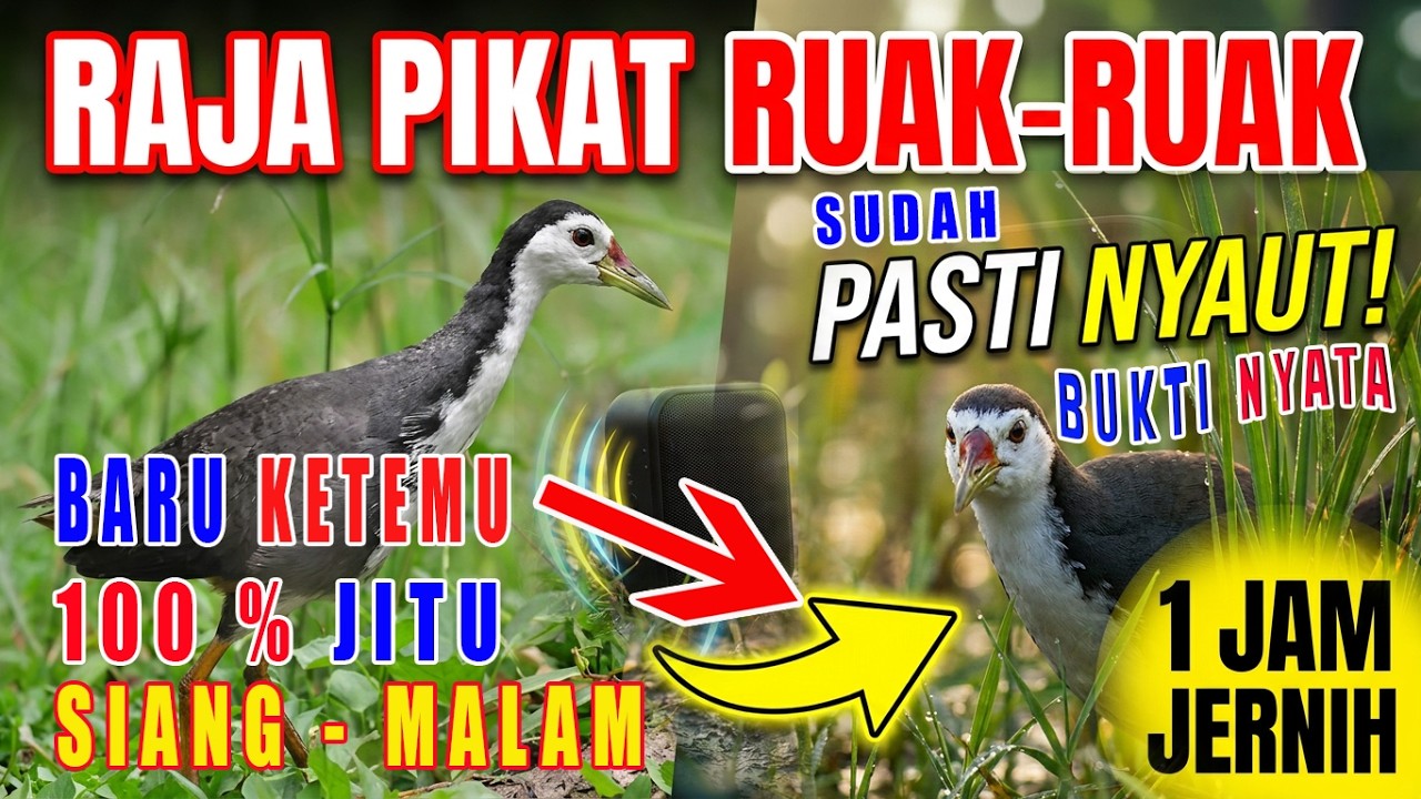 Baru ketemu yang namanya raja-rajanya suara pikat ruak ruak asli jernih 1 jam #mbakule88
