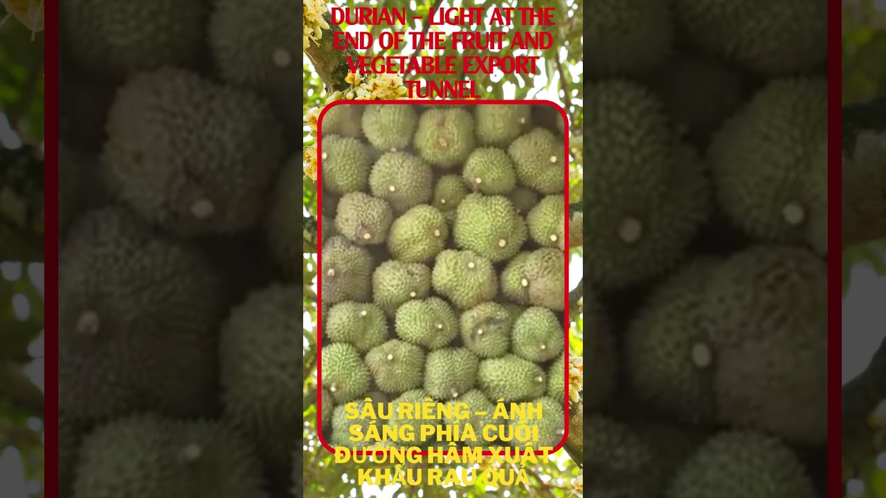 Durian–Light at the End of the Fruit and Vegetable Export Tunnel