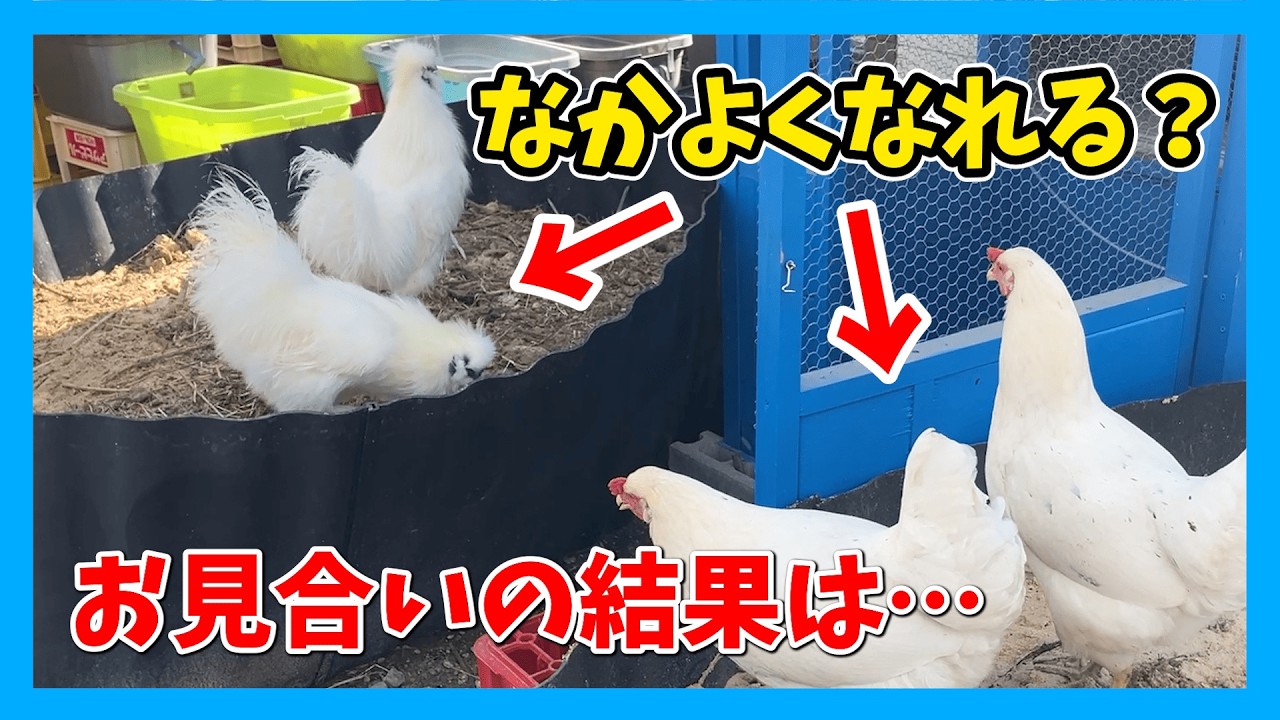 【ドキドキ】ニワトリのお見合い｜毎日のお世話ルーティン紹介