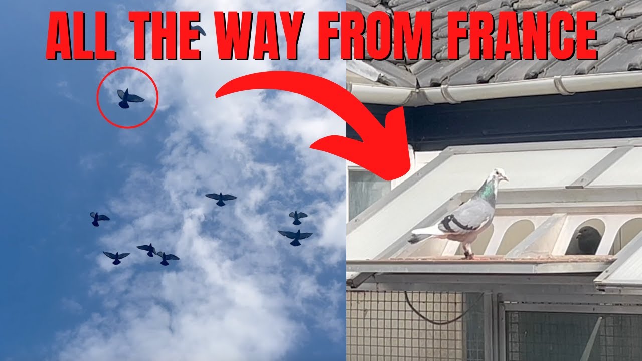 Young Pigeon Training From France To The Netherlands