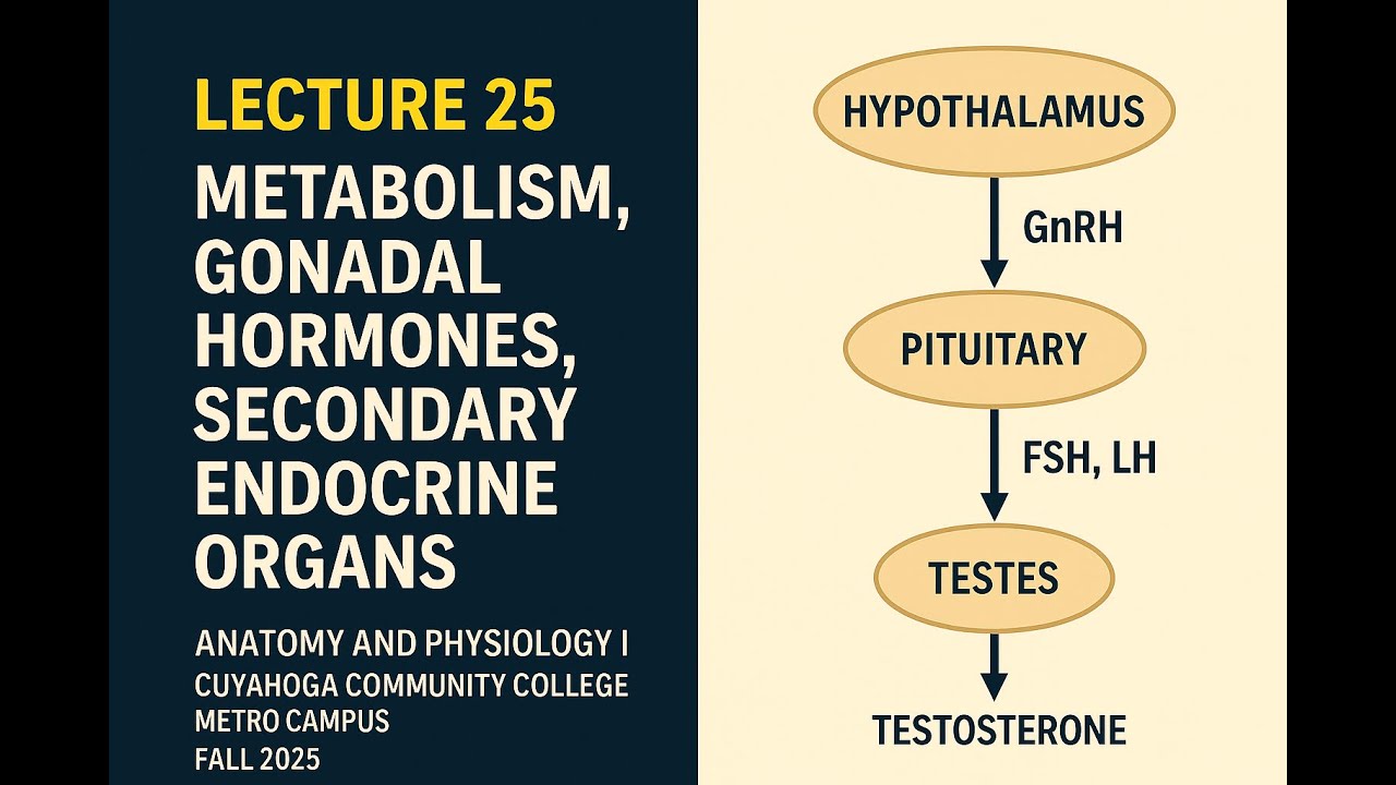Lecture 25: Metabolism. Gonads. Secondary endocrine organs | BIO 2331 Tri-C Anatomy & Physiology I