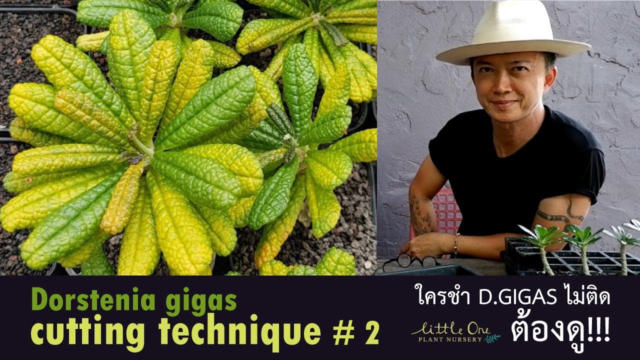 Dorstenia gigas cutting #2 มะพร้าวทะเลทราย ใครชำ D.GIGAS ไม่ติด ต้องดู “เทคนิคการปักชำกิแกส”