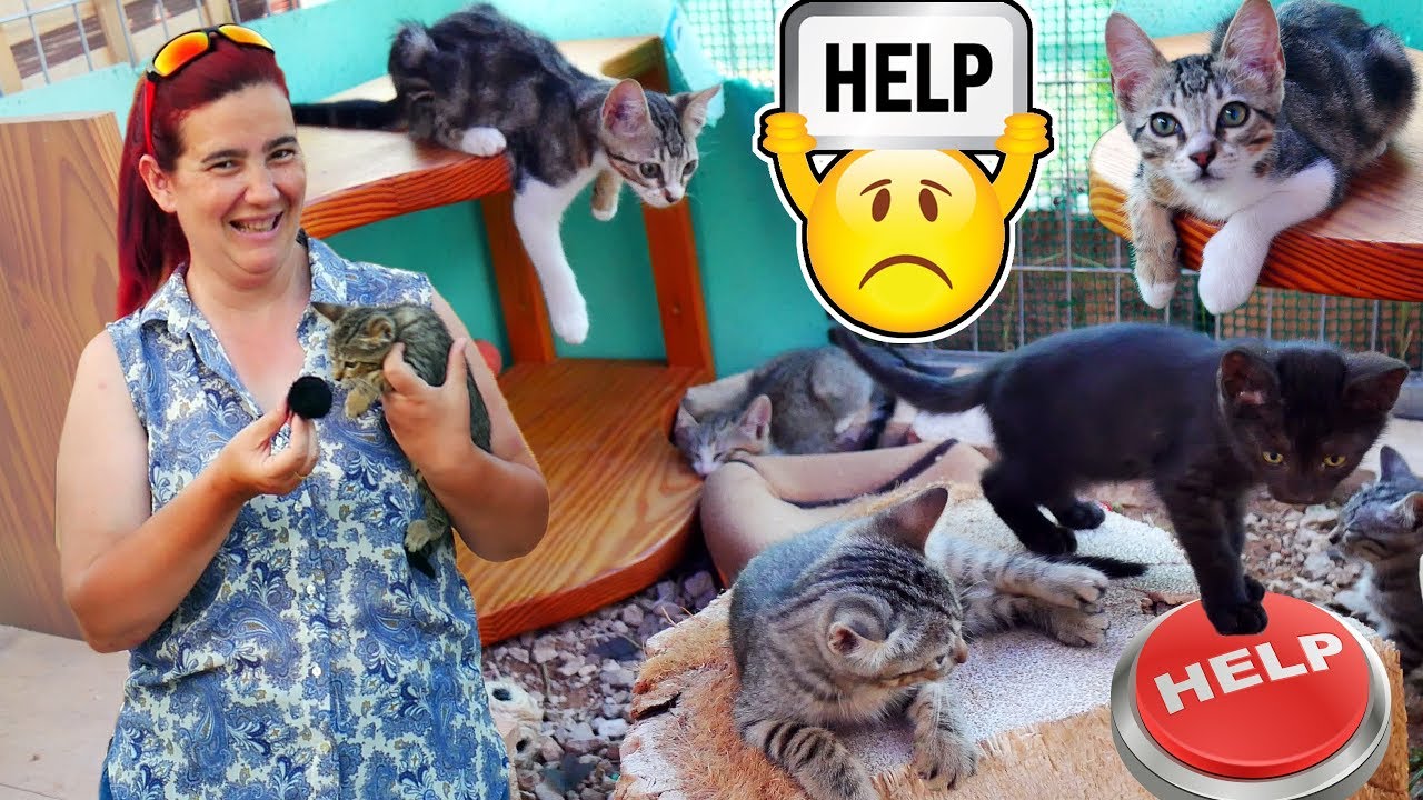 GATITOS con SUERTE 😽 Protectora de Gatos DIFERENTE (Sistema CES) 2019