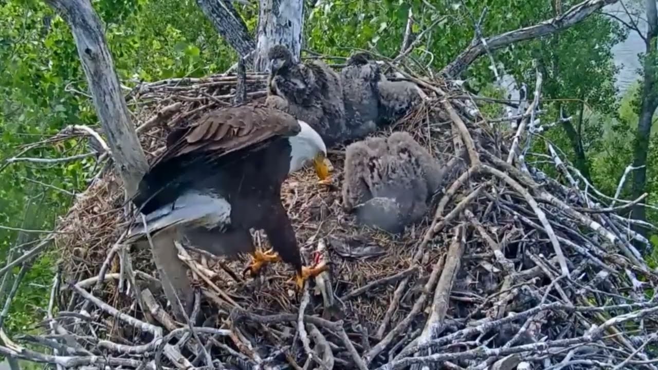#baldeagle S05#181 Review birds life in their nest #birdsnest #birdsounds #birdslovers