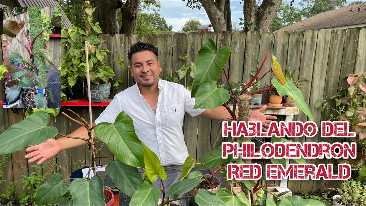 Filodendro ESMERALDA ROJA / philodendron red emerald