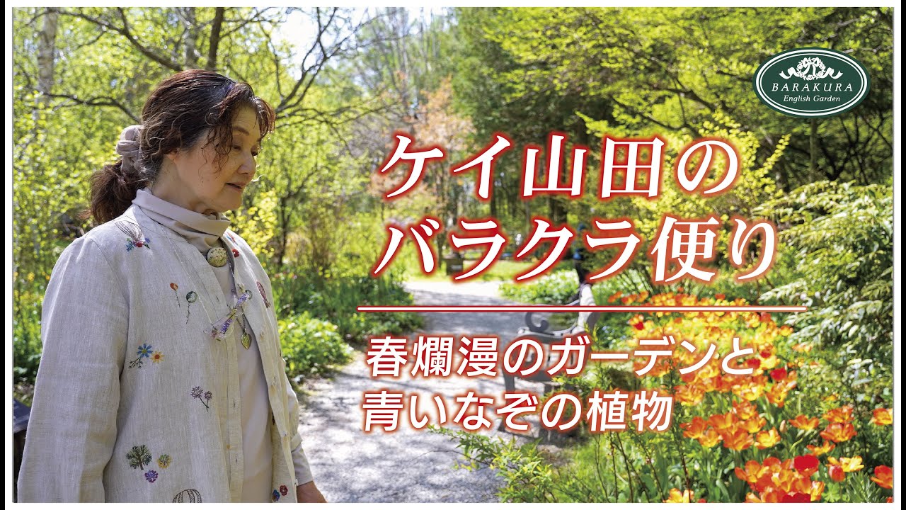 ケイ山田のバラクラ便り  〜 青い謎の植物  (春爛漫のガーデンから) 〜 ｜ 蓼科高原バラクライングリッシュガーデン