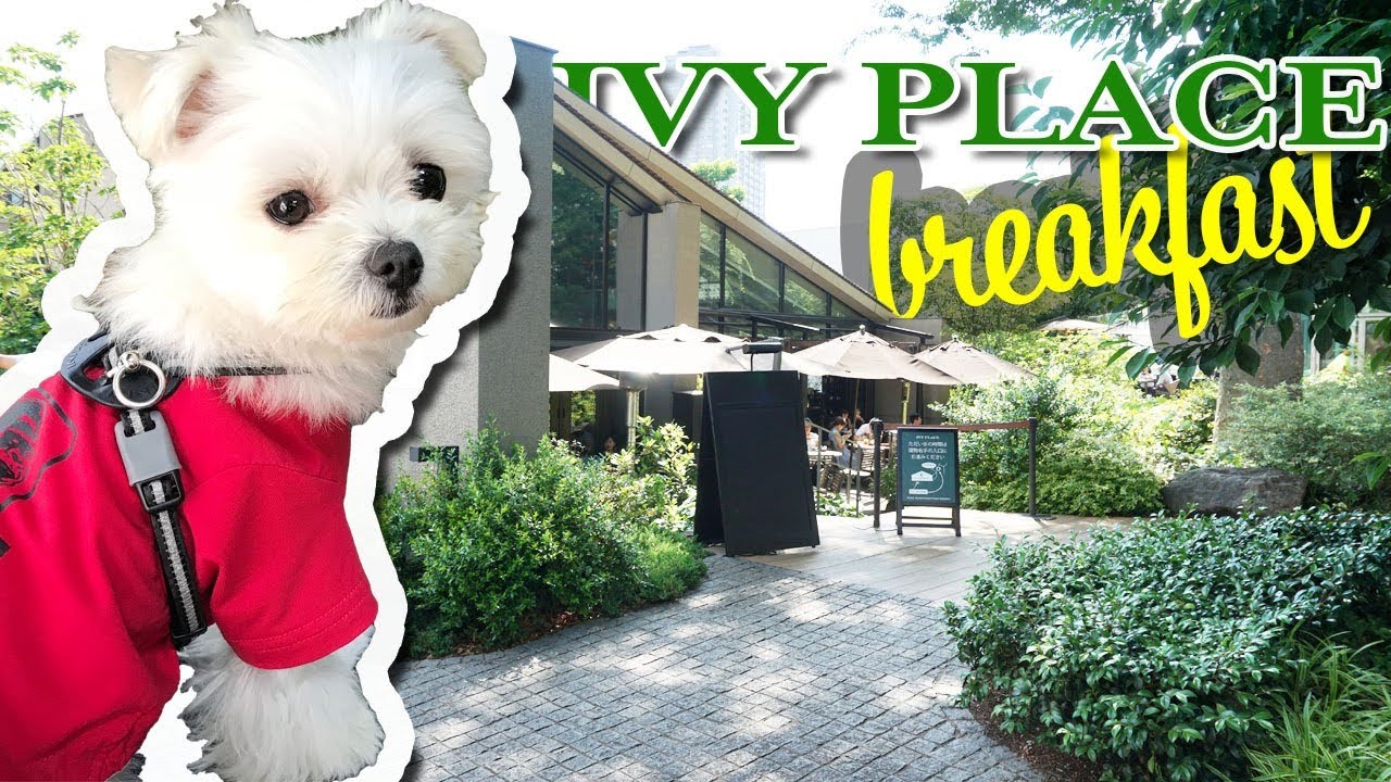 オシャレな代官山👚IVY PLACEにエマ🐶と行った時の記録📸です[マルチーズ×ポメラニアン]
