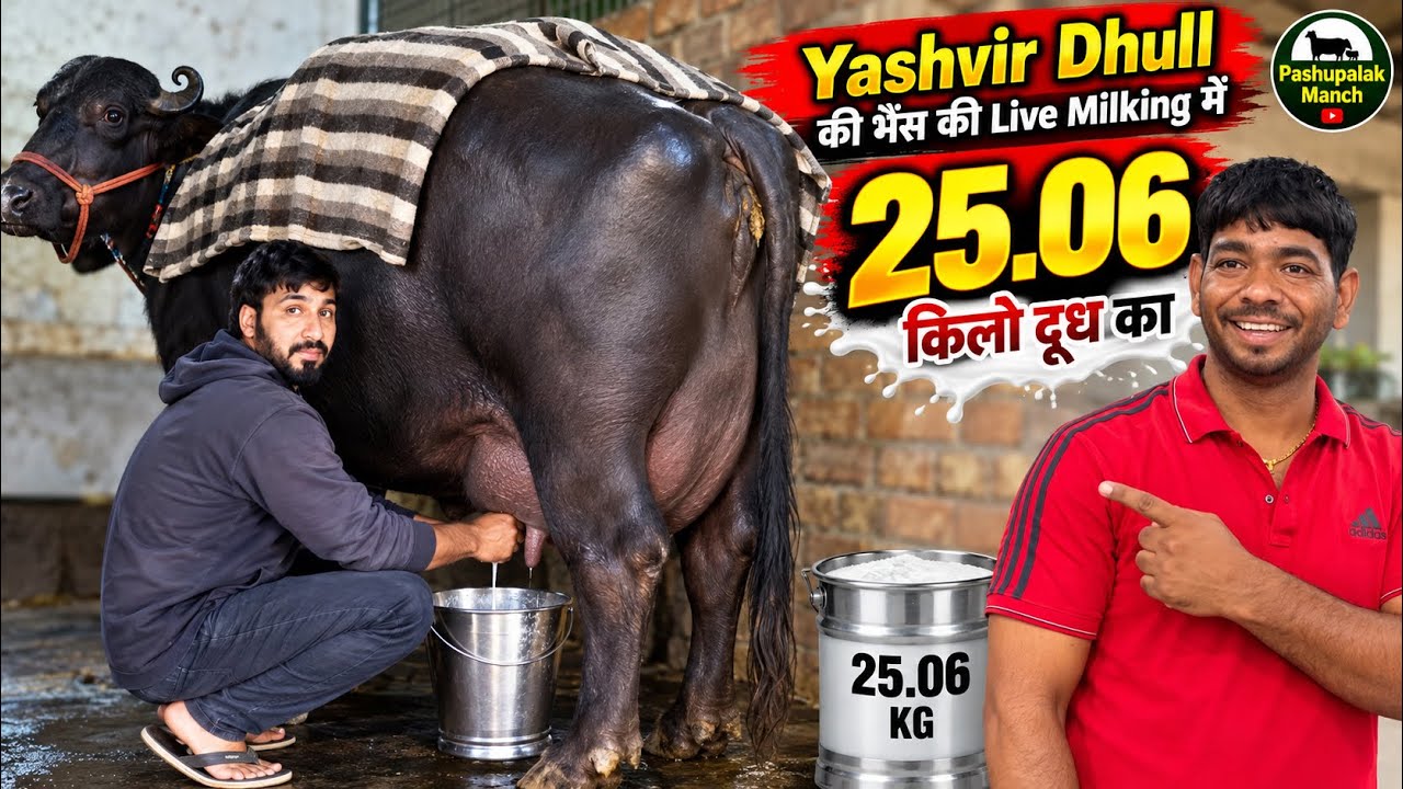 Yashveer Dhull Buffalo Live Milking 9996605099 || Empty Time