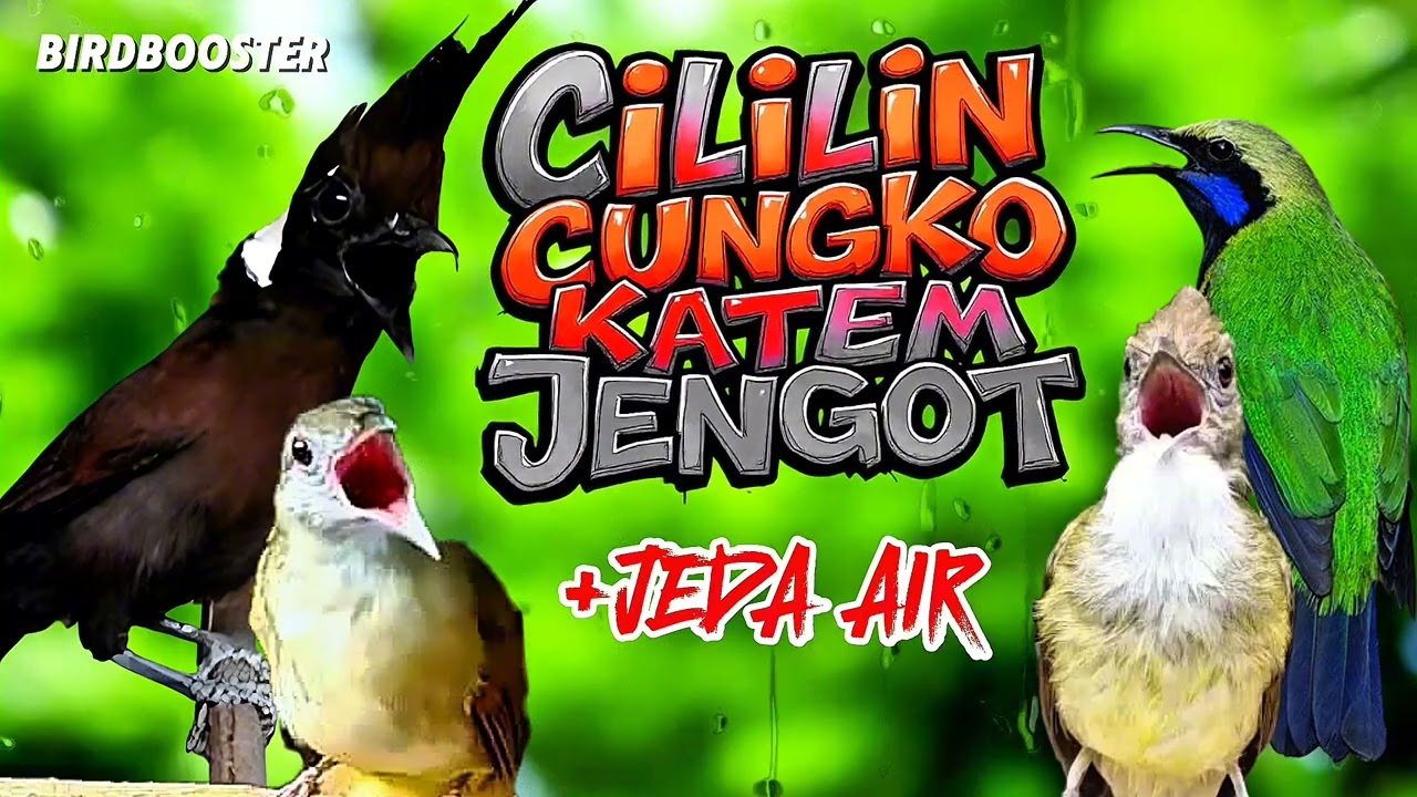 MASTERAN JERNIH TERBAIK BURUNG JUARA | SATU JALUR + JEDA TERAPI AIR