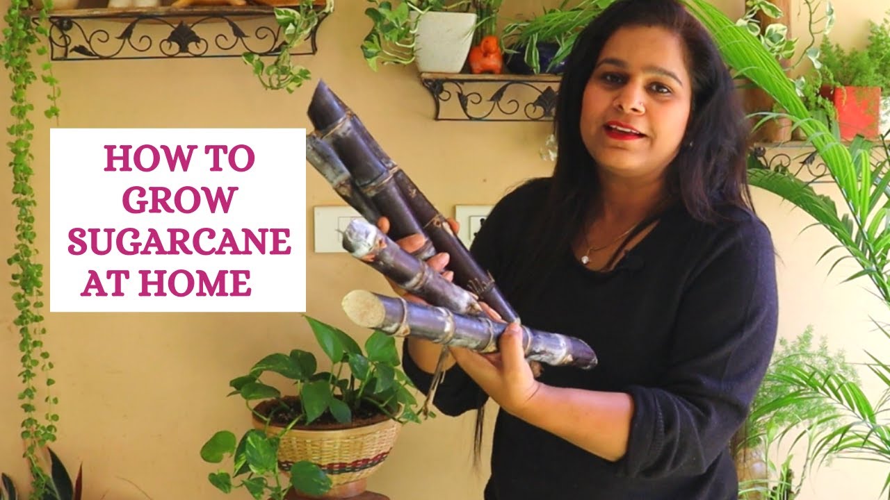 How to grow Sugarcane at home||Tips to grow sugarcane||Backyardgardening