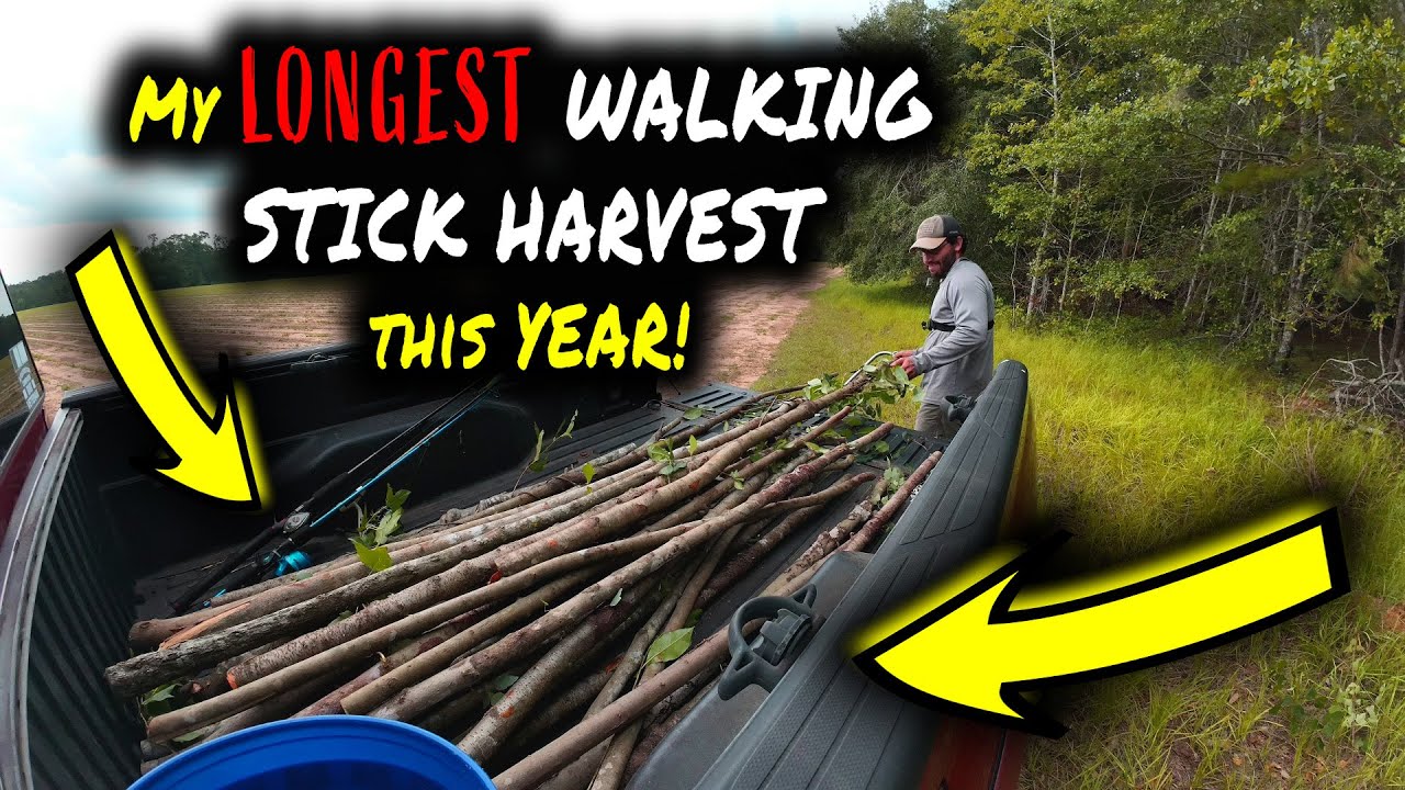 FINALLY found some Cherry Walking Sticks!!!! #nature #explore