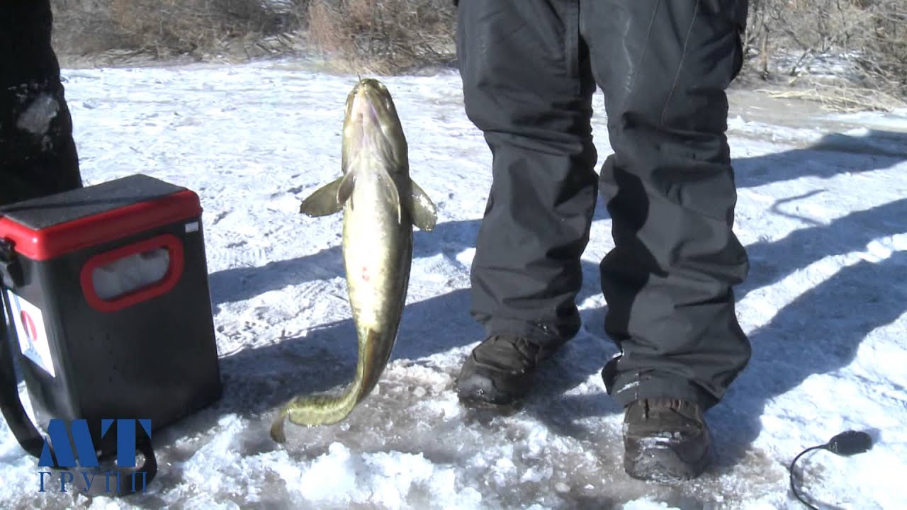 Hamtdaa Zagaschilya 2014 02 01 HD EFIR