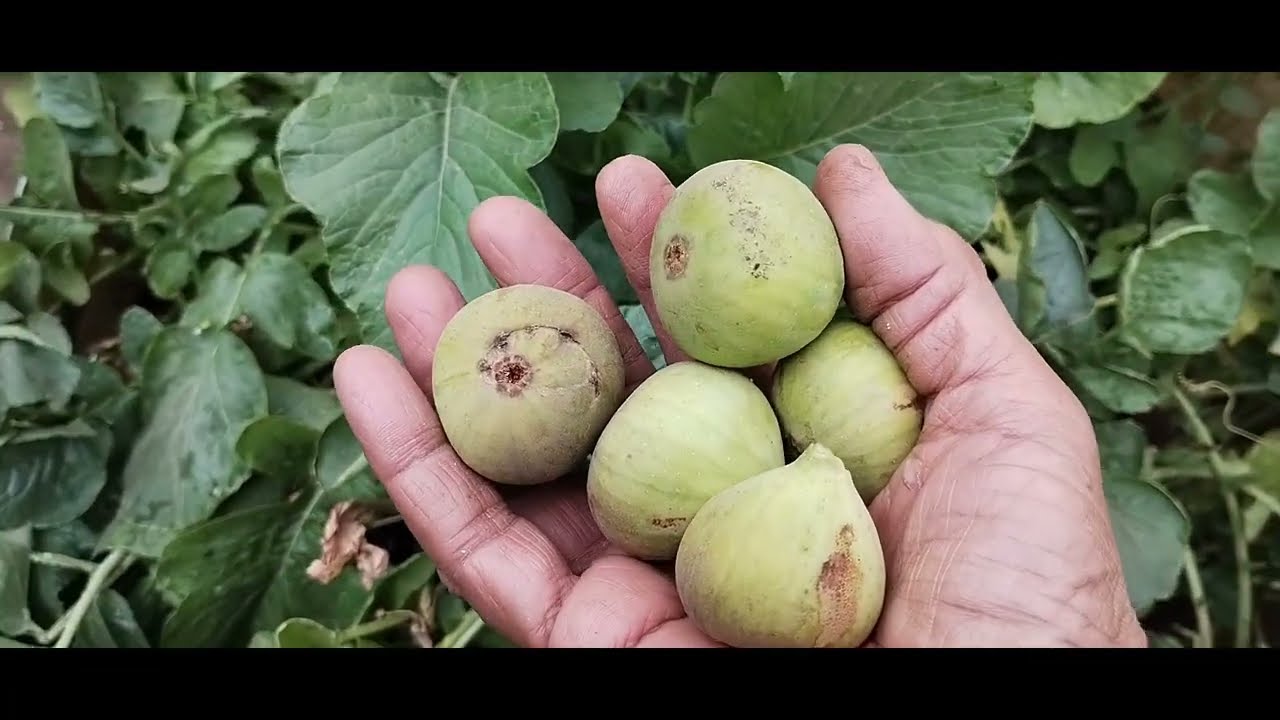 अंजीर की करें ऐसे देखभाल और पाएं bumper पैदावार, एक hack के साथ #rooftopgarden #urbangarden.