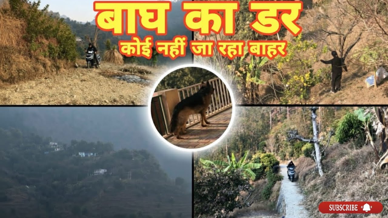 Tiger Ke dar ki waje se koi bhi bahar nahi ja para 🐅🐅😱/ Uttarakhand mei itani thand 