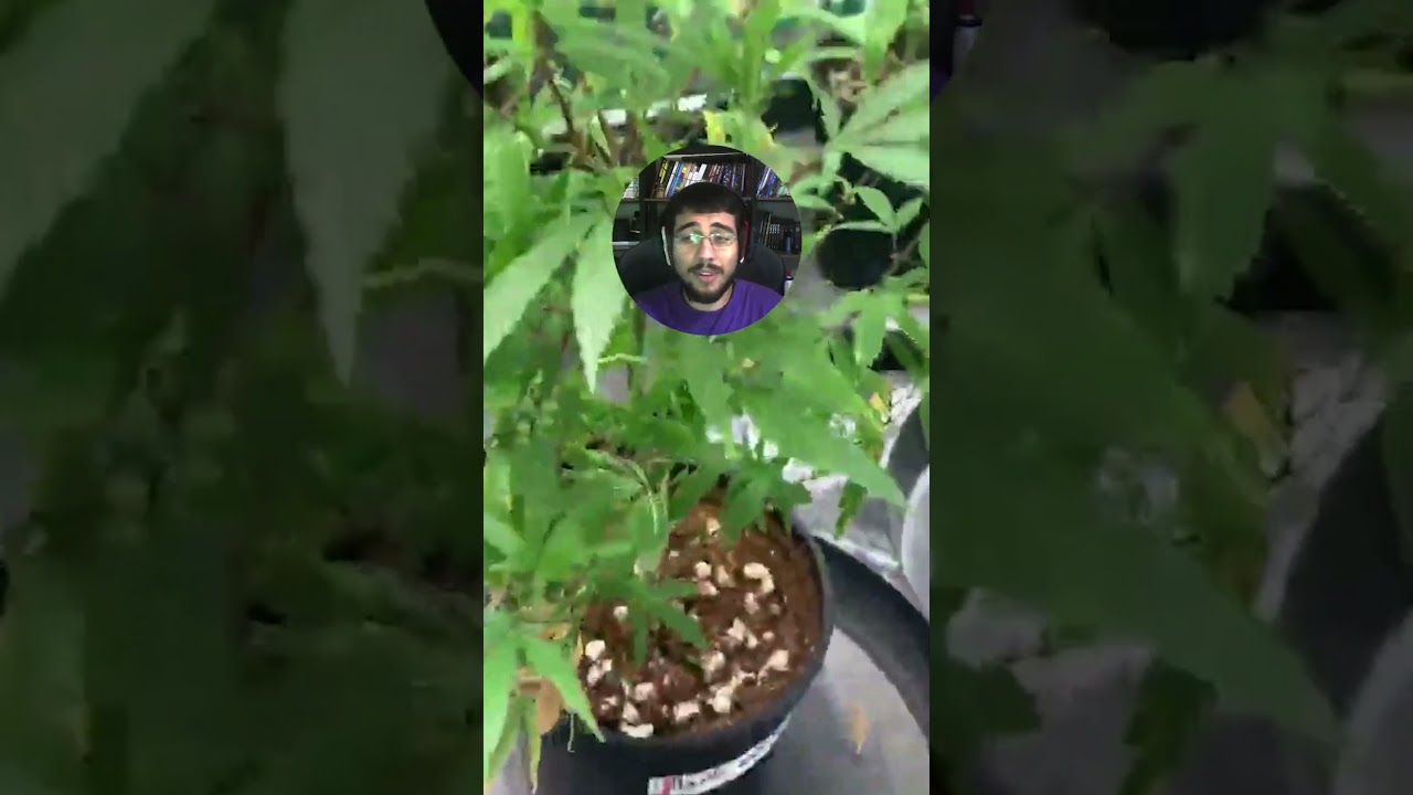 LUZ em EXCESSO no GROW DE MACONHA &eacute; PREJUDICIAL? #shorts