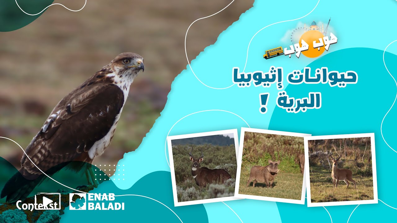 أجمل الحيوانات البرية في جبال بالي الإثيوبية - هوب هوب ٣