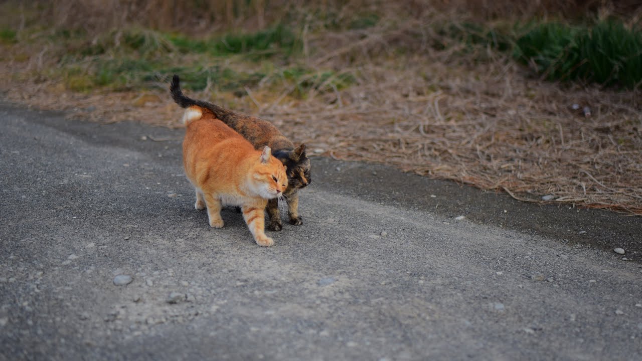 静岡県　三保海岸　ノラ猫