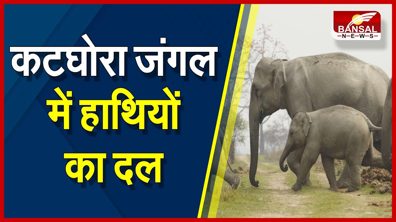 कोरबा: कटघोरा के जंगल में दिखा 49 हाथियों का दल