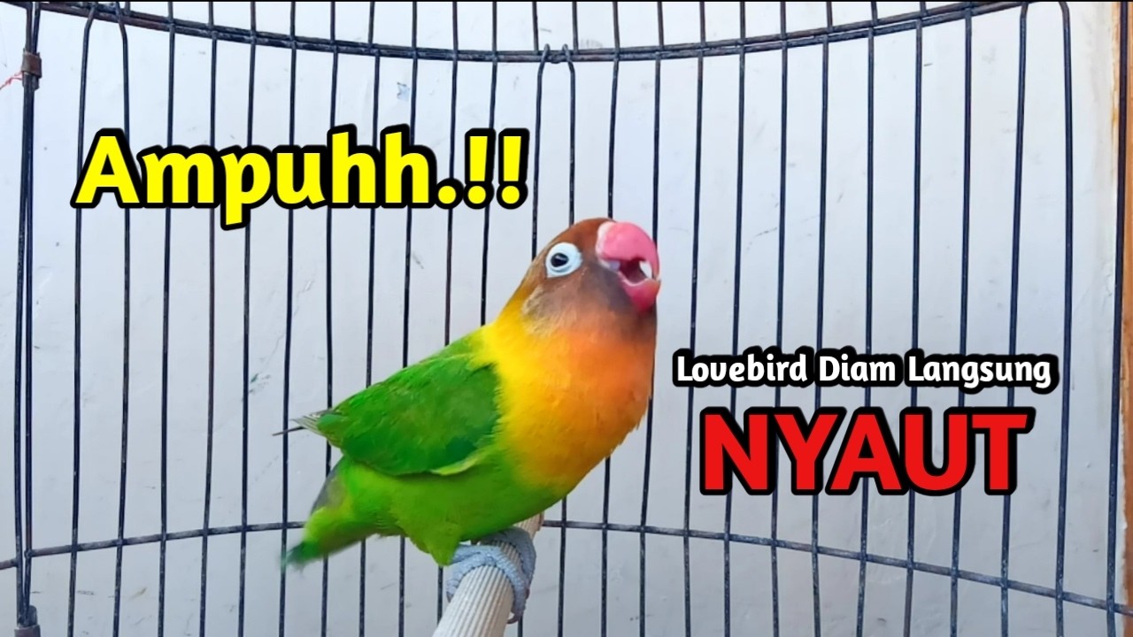 Lovebird Ngekek Panjang GACOR FIGHTER AKTIF Memancing BUNYI, SEKALI NGETIK Lovebird DIAM PASTI NYAUT
