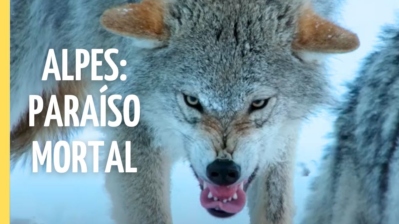 Cumbres Mortales: La lucha por la vida en las alturas de los Alpes | Episodio Completo