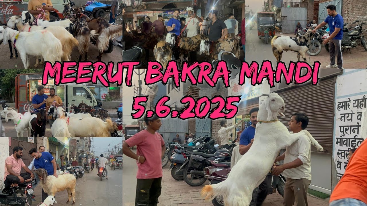 Meerut Bakra Mandi 5 June 2025