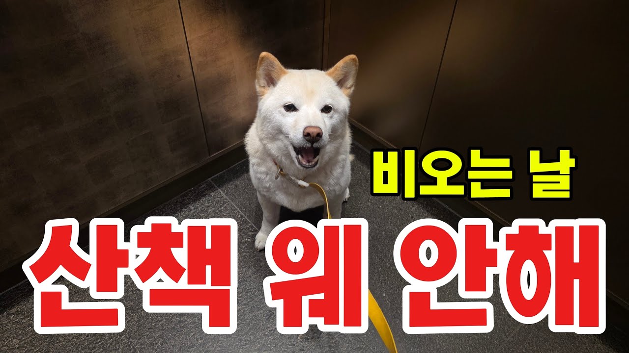비 오는 날 강아지 산책 안하나요?