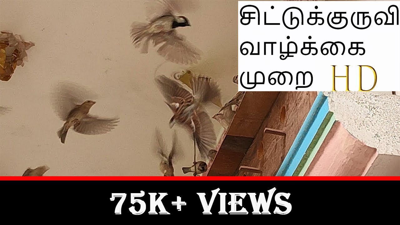 சிட்டு குருவியின் வாழ்க்கை