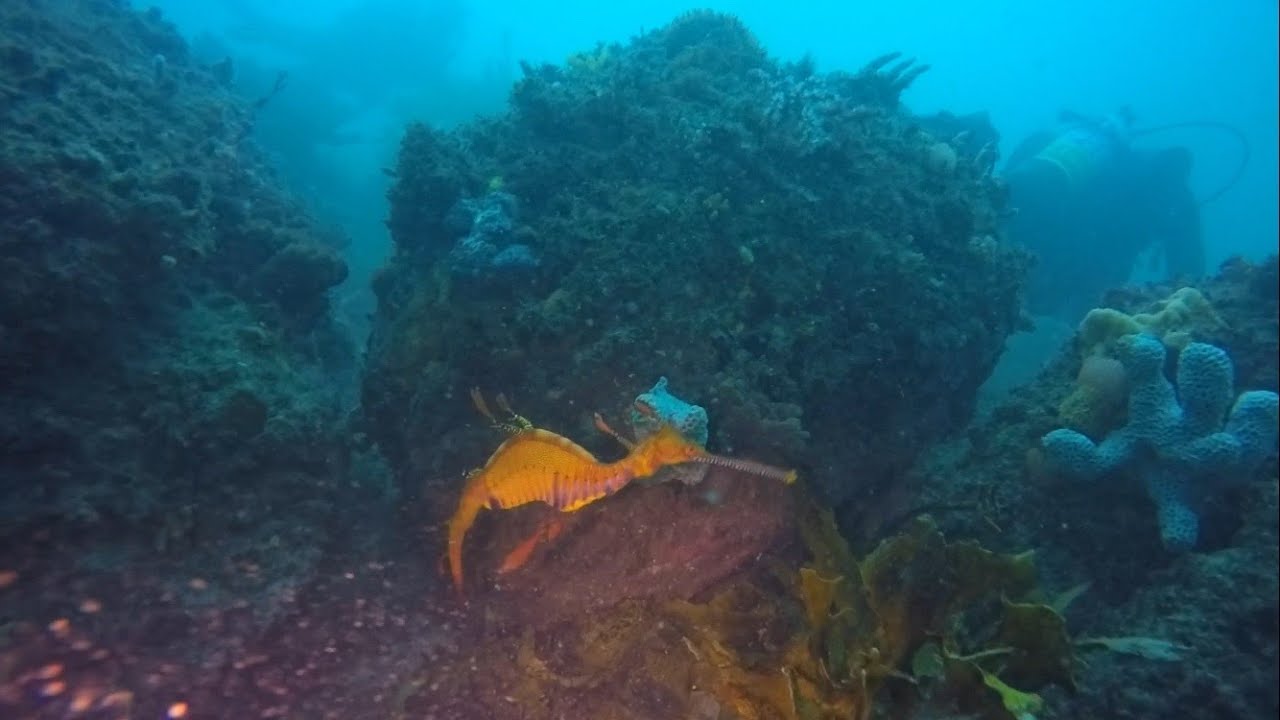 Leap to Steps Kurnell Scuba Dive