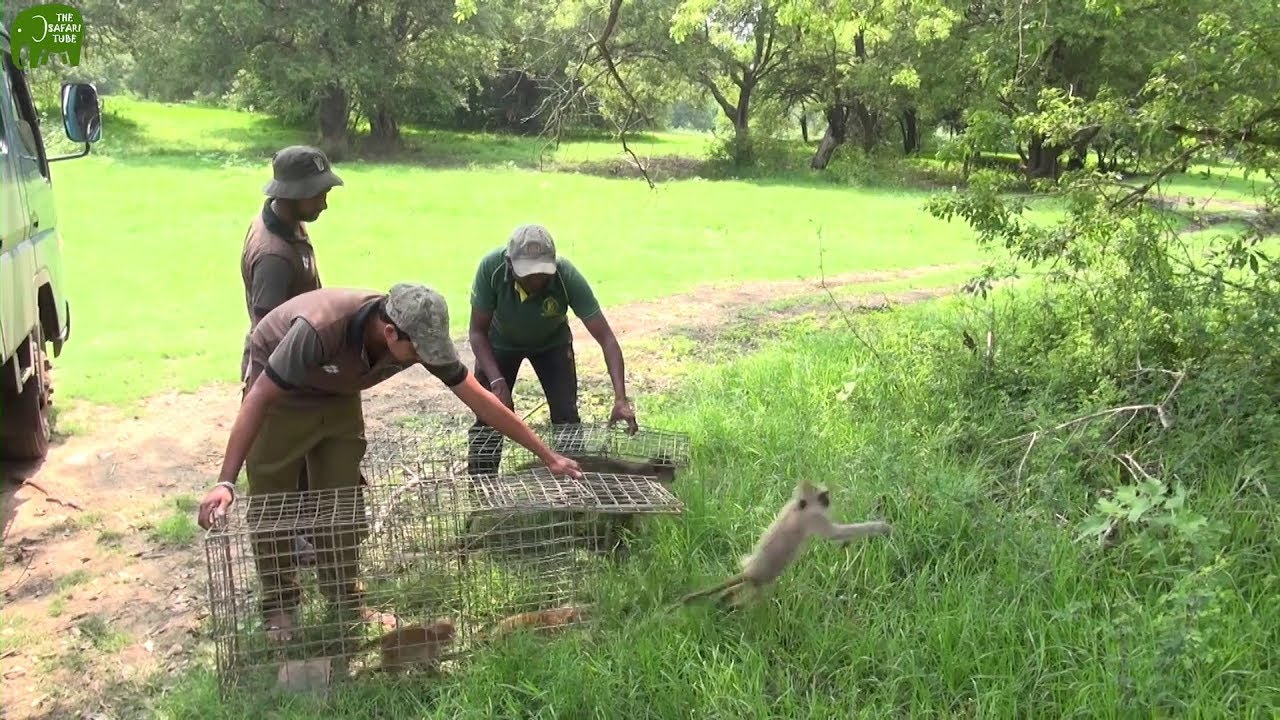 Amazing moments of animals and birds being released to the wild