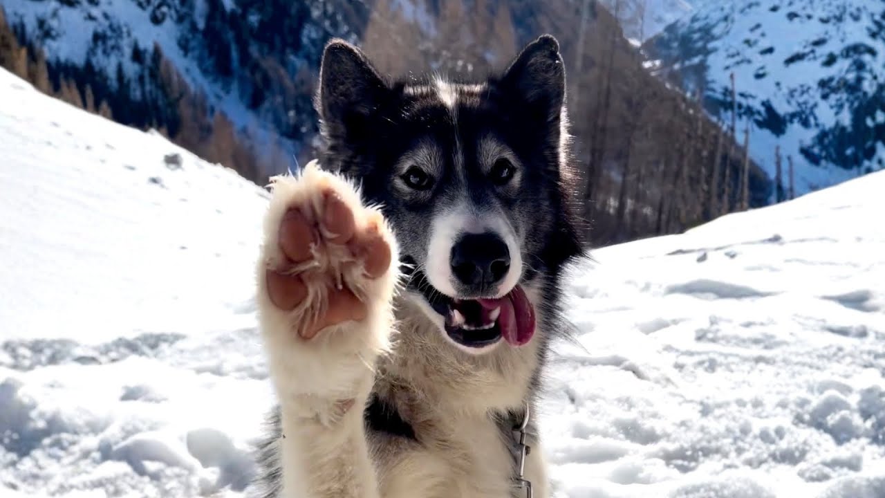 Canadian Eskimo Dog 🐺 The Arctic Guardians Of The North