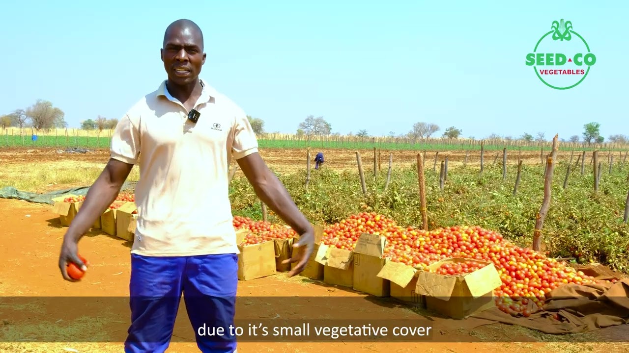 Tomato Hybrid Amul F1 Testimonial