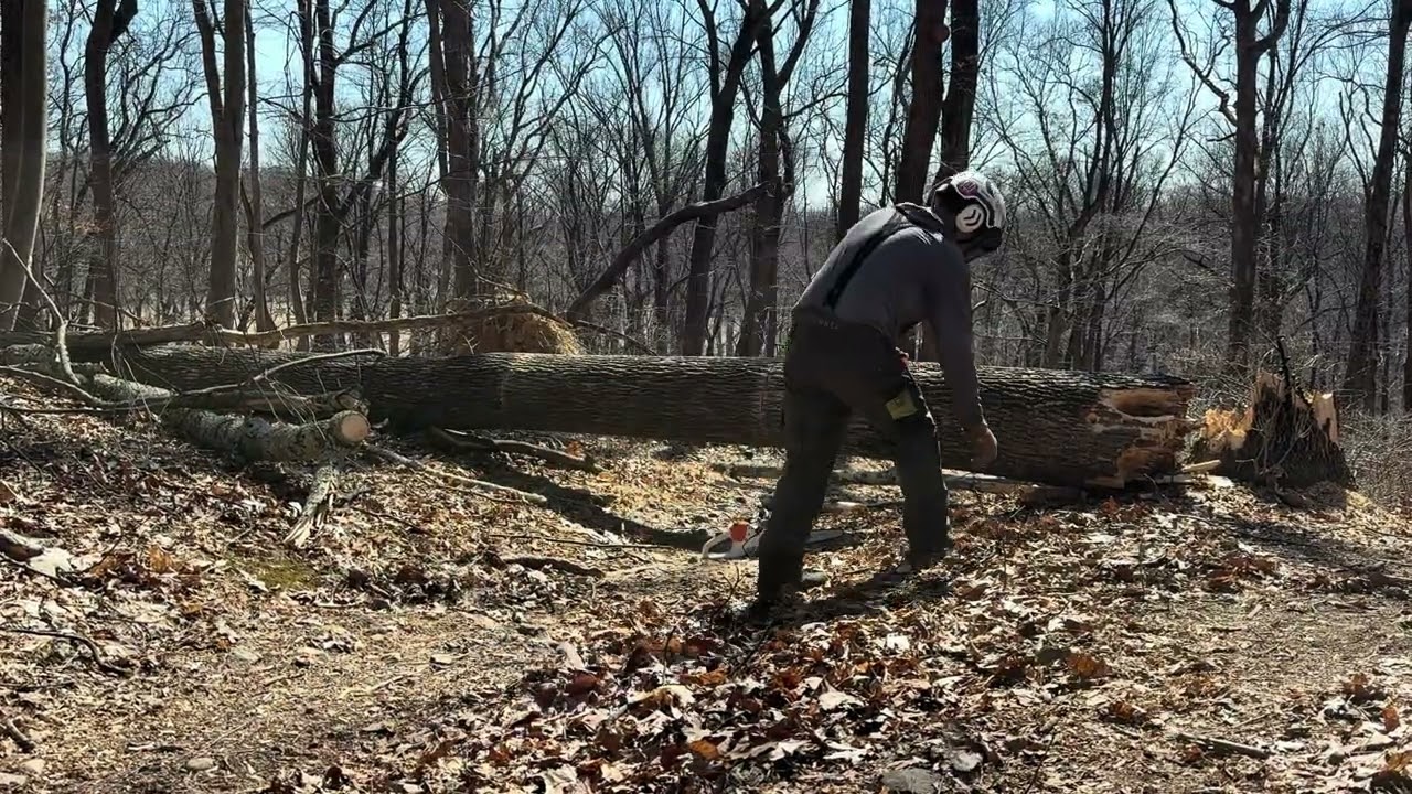 19” tree and 12” bar..