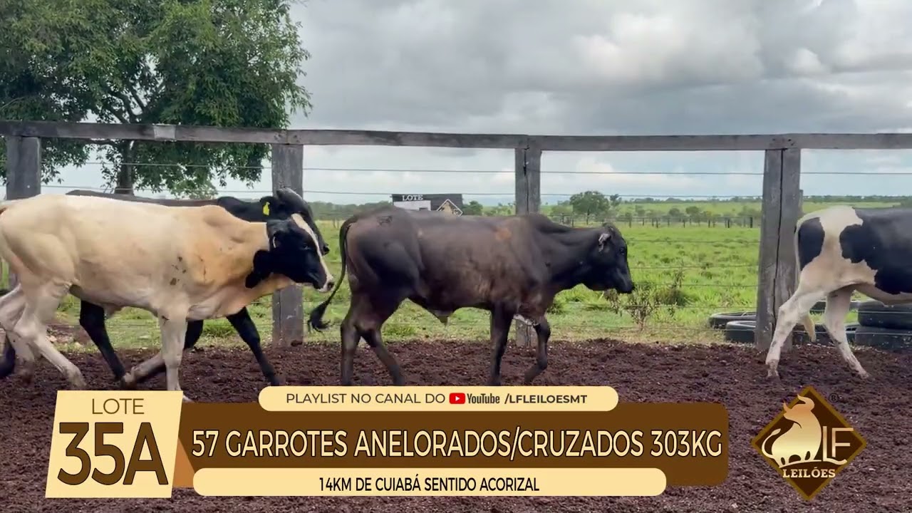 LOTE 35A - Leilão Digital da LF Leilões.